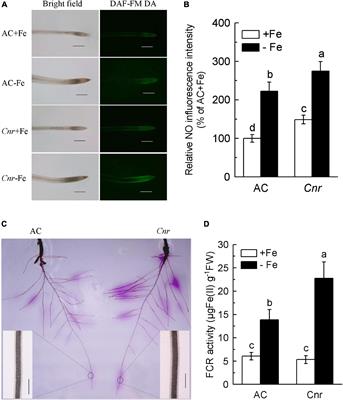 Comparative Physiological and Transcriptomic Analyses Reveal Altered Fe-Deficiency Responses in Tomato Epimutant Colorless Non-ripening